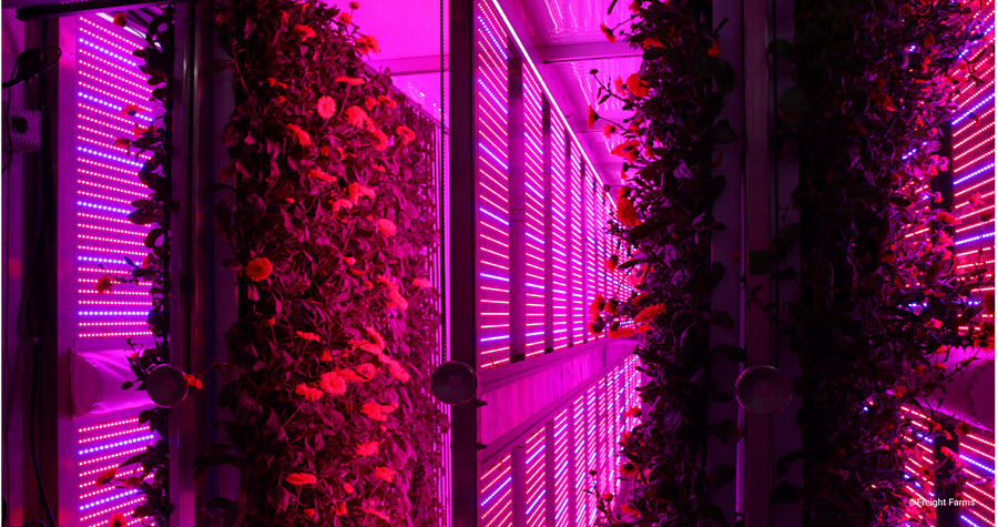 LED lights in a vertical farm, Freight Farms
