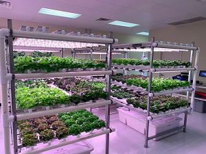 Vertical farm in Danville, Virginia