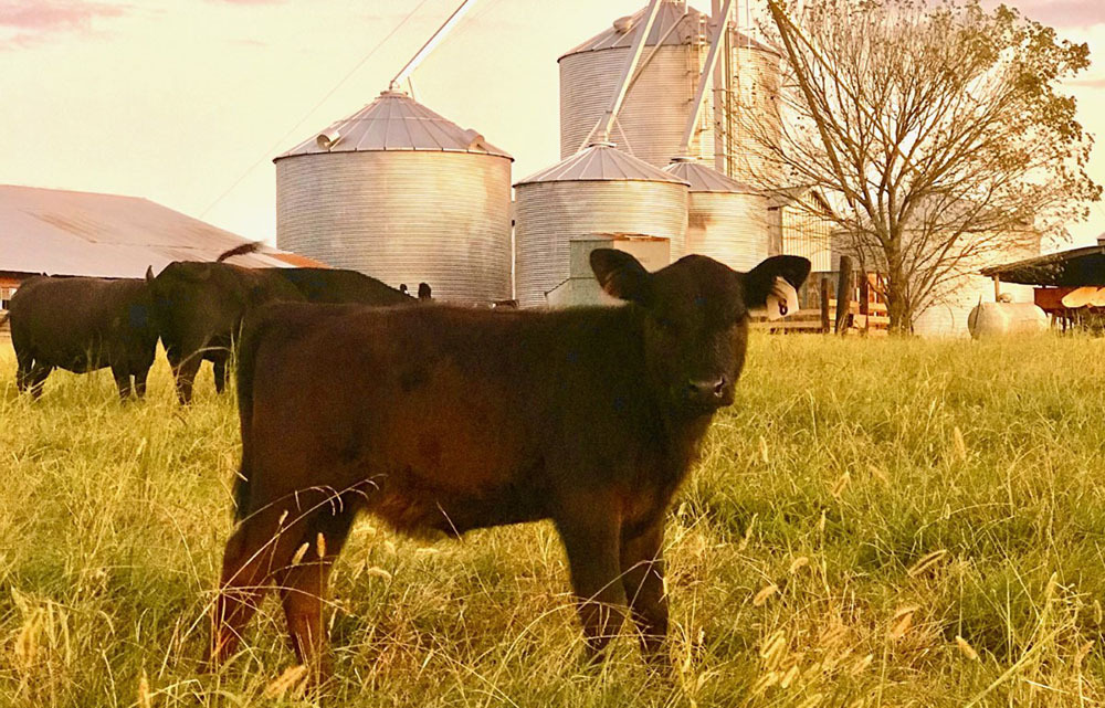 Field of brown cows grazing in a field with grain silos in the background.