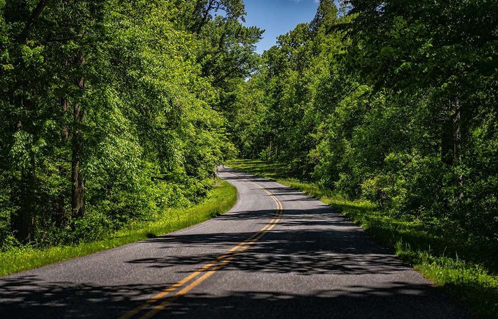a road between trees