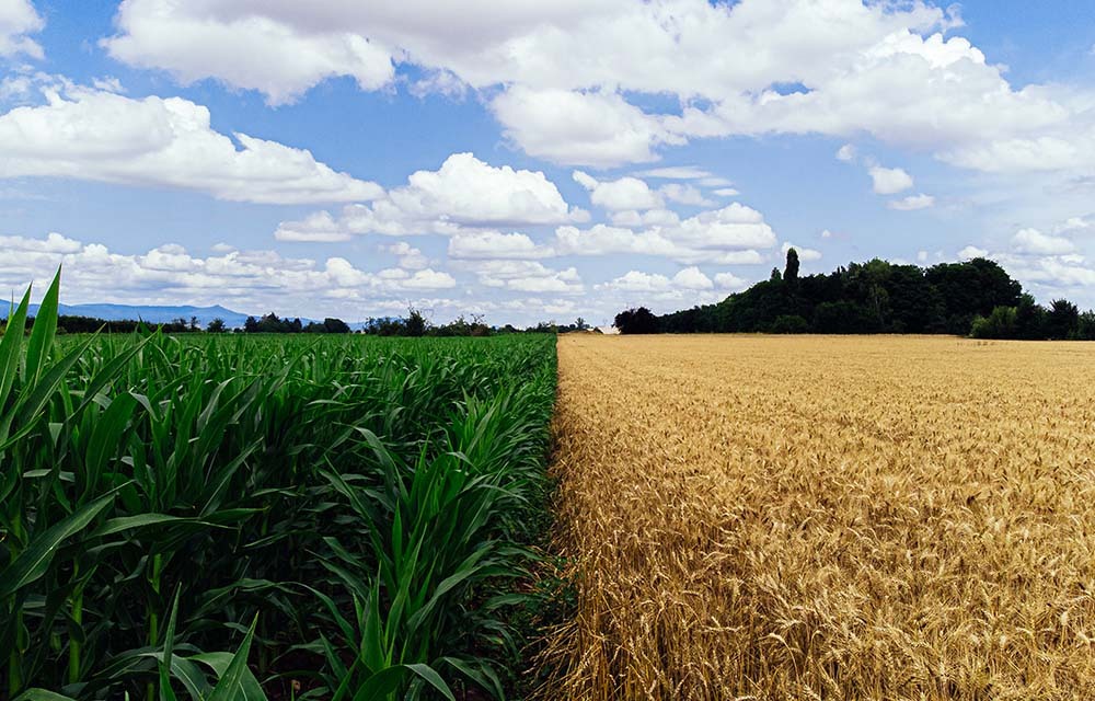 Fertile farmland next to dried up land