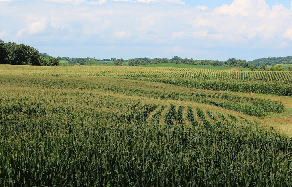 Corn fields in Shenandoah Valley
