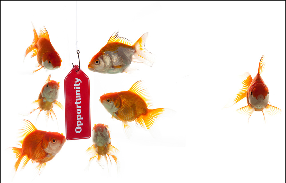 Goldfish gathered around a hook with "opportunity" label attached.